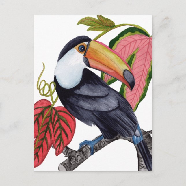Carte Postale Toco Toucan (Devant)