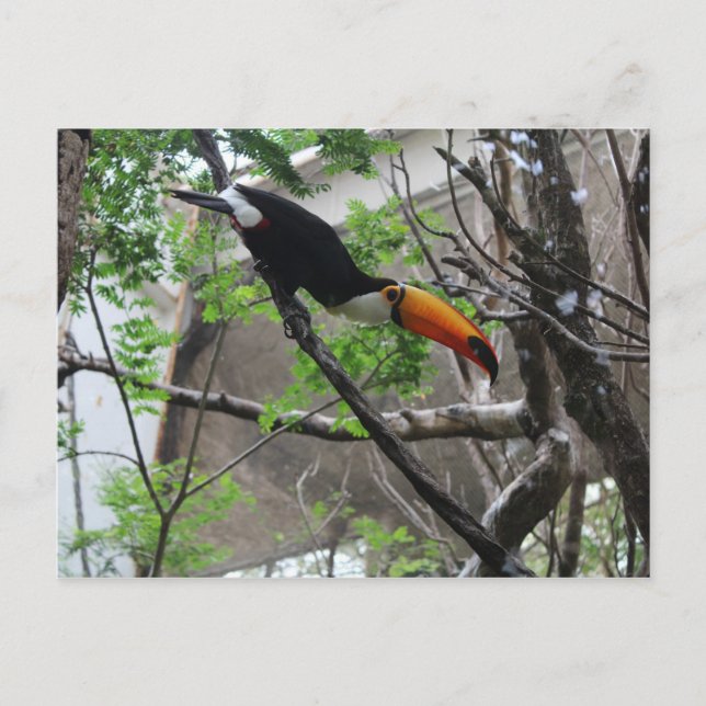 Carte Postale Toco Toucan # 4 (Devant)
