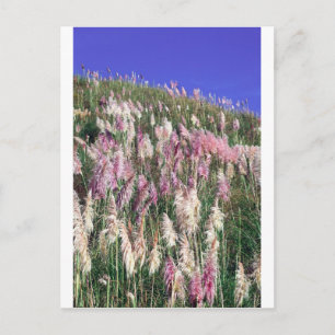 Carte Postale Toetoe violette de Nouvelle-Zélande (toitoi) haute