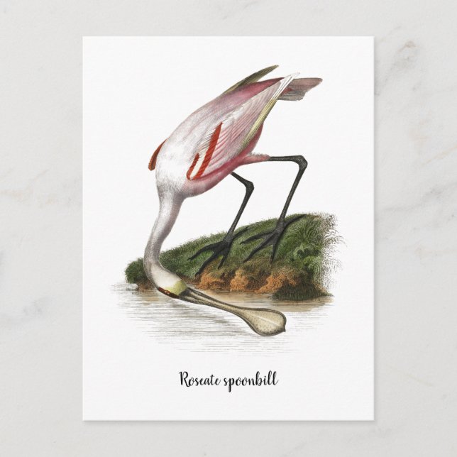 Carte Postale Toile de cuillère à feuilles de rose Petite (Devant)