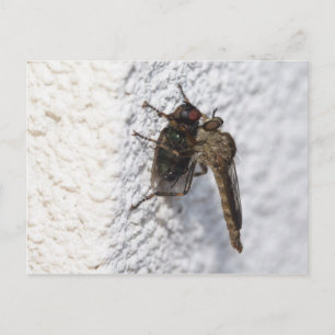 Carte Postale Tolmerus atricapillus