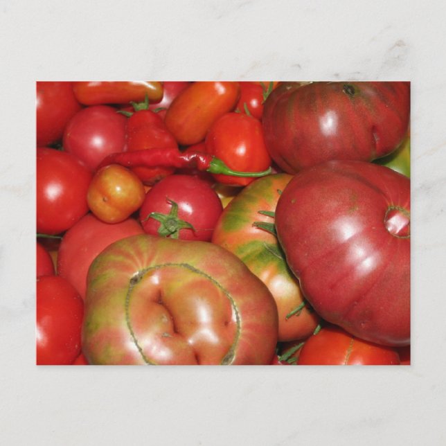Carte postale tomate (Devant)