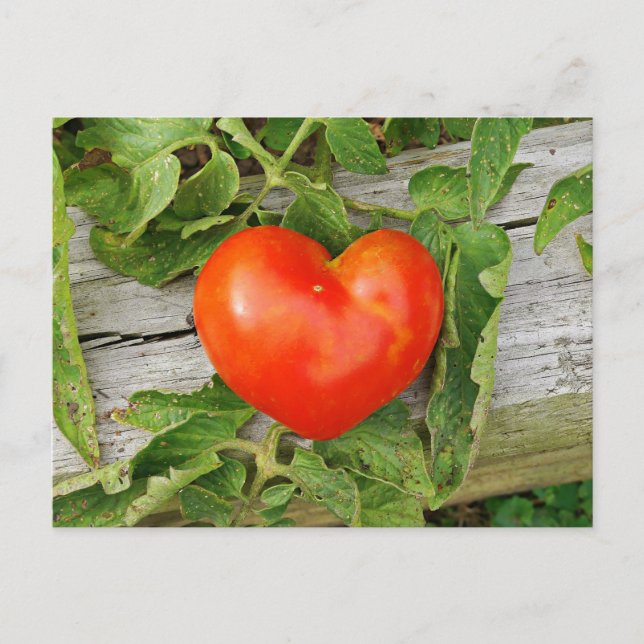 Carte Postale Tomate en forme de coeur (Devant)