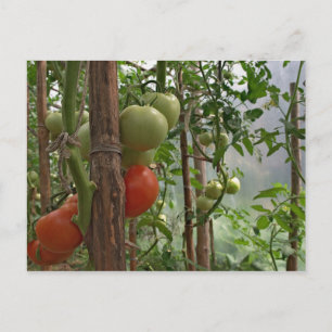 Carte postale Tomates