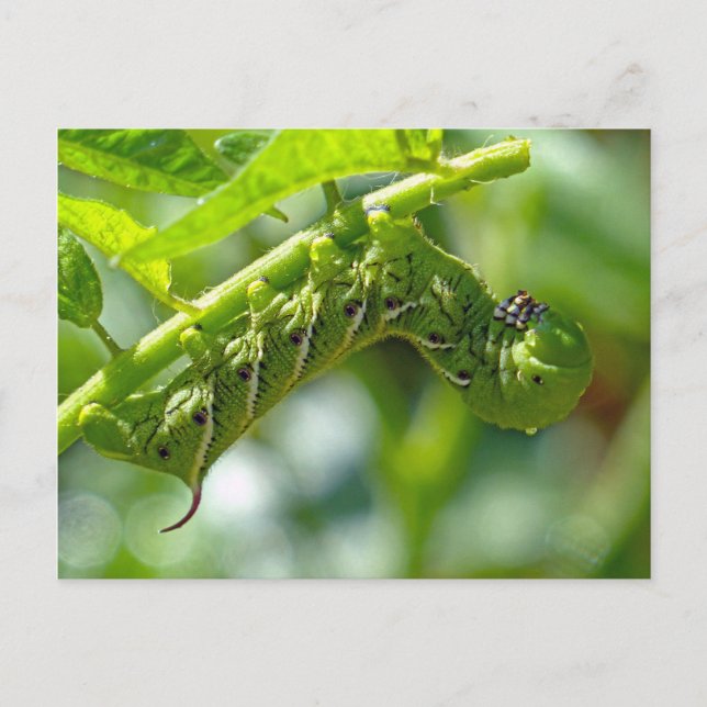 Carte Postale Tomato (Devant)