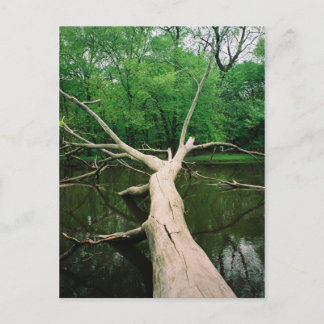 Carte postale tombée d'arbre