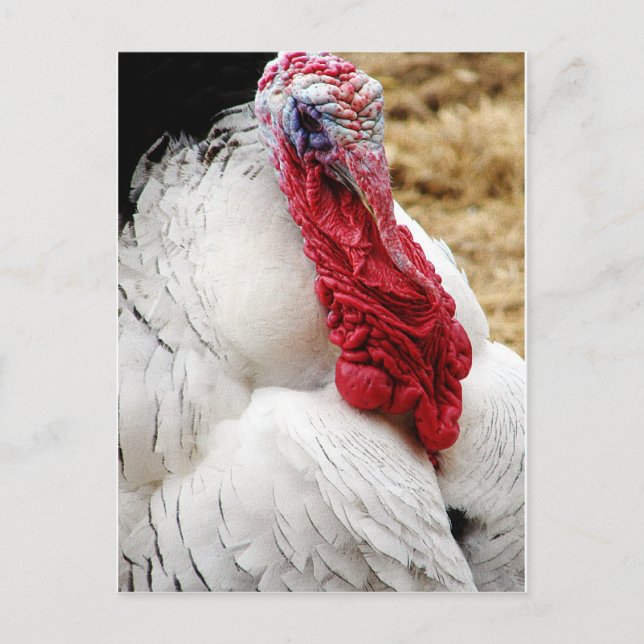 Carte Postale Tommy (Devant)