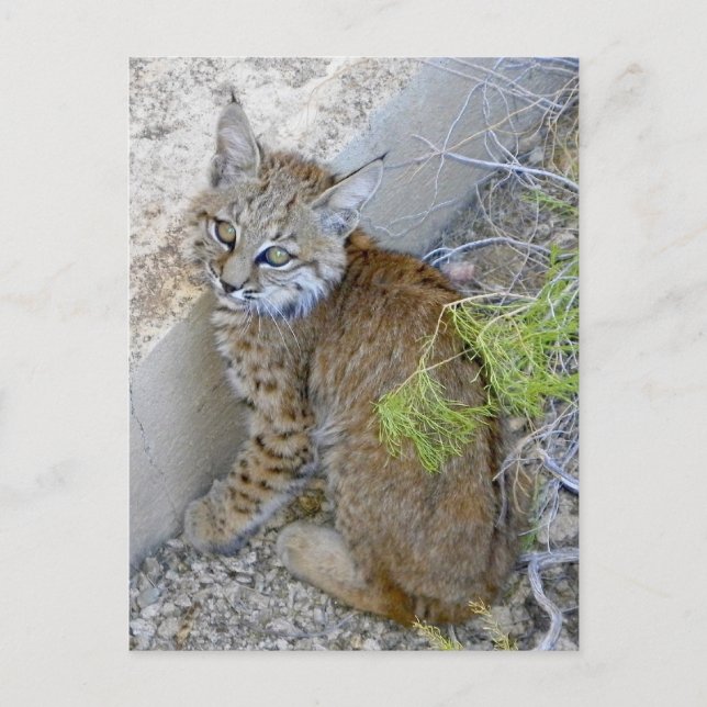 Carte Postale "Tommy" le bobcat sauvé (Devant)