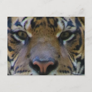 Carte Postale Tony