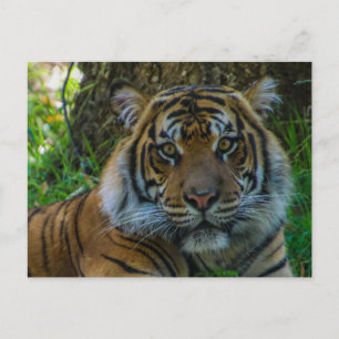 Carte Postale Tony