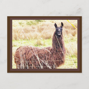 Carte postale Toothy Lama