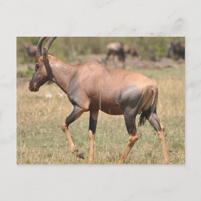 Carte Postale Topi (Antelope) en Serengeti (Devant)