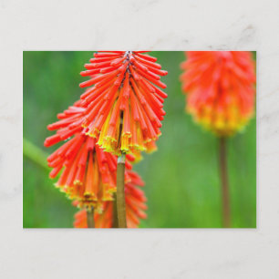 Carte Postale Torch Lily (Kniphofia Uvaria), Cap occidental