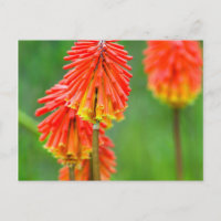 Torch Lily (Kniphofia Uvaria), Cap occidental