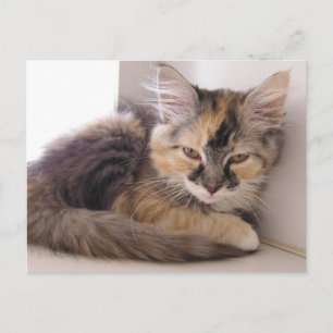 Carte Postale Tori