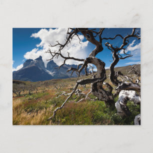 Carte Postale Torres del Paine National Park