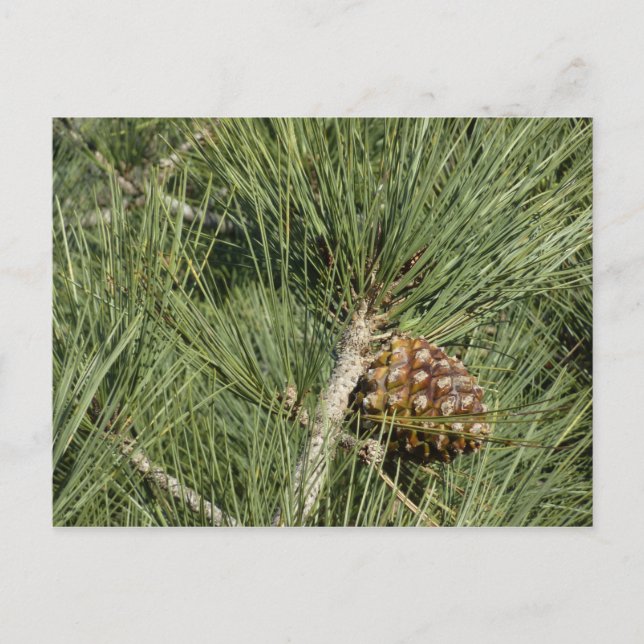Carte Postale Torrey Pine Closeup California Botanical (Devant)
