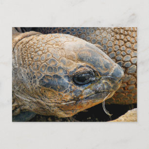 CARTE POSTALE TORTOISE GÉANT