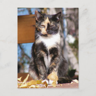 Carte Postale Tortoise Shell kitten 1