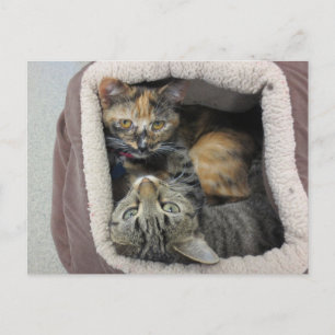 Carte Postale Tortoiseshell & Tabby Cats