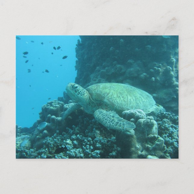 Carte Postale Tortue (Devant)