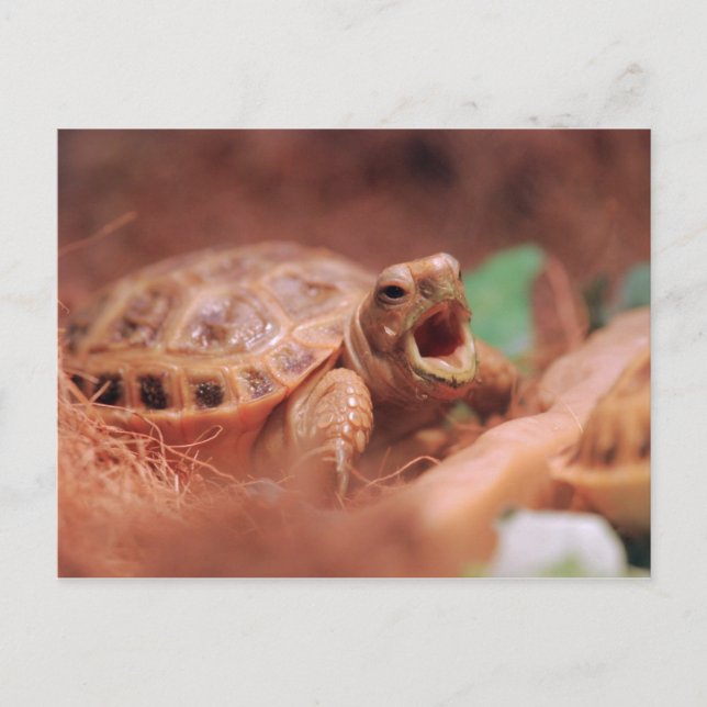 Carte Postale Tortue (Devant)