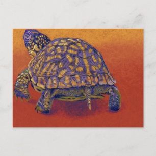 Carte Postale Tortue à boîte, tortue
