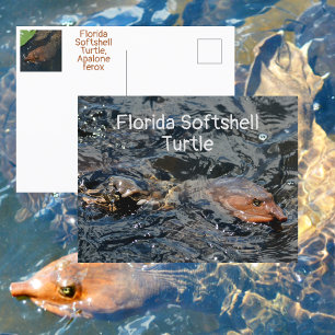 Carte Postale Tortue à carapace molle de Floride Photographie fa
