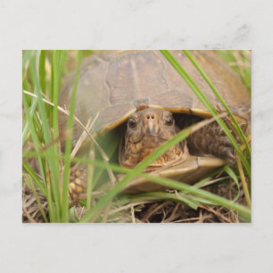 Carte Postale Tortue à trois roues