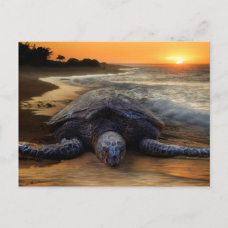 Carte Postale Tortue au coucher du soleil