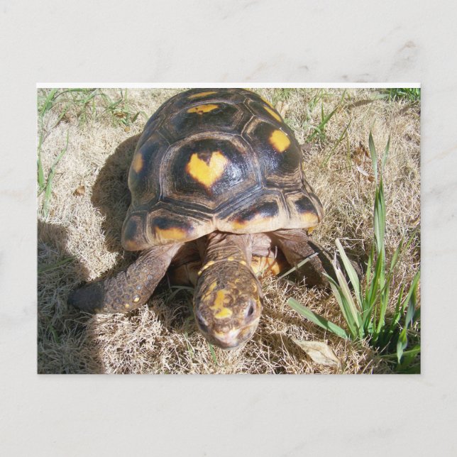 Carte Postale Tortue avec motif cardiaque (Devant)