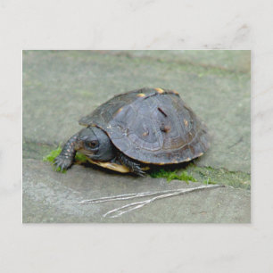 Carte postale Tortue Bébé