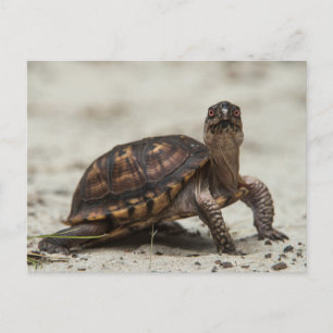 Carte Postale Tortue-boîte commune