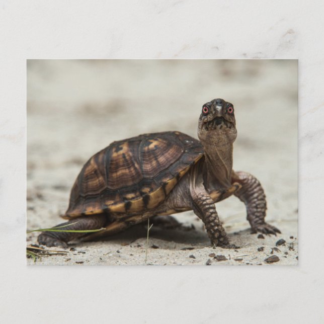 Carte Postale Tortue-boîte commune (Devant)
