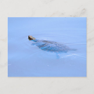 Carte Postale Tortue Dans L'Étang