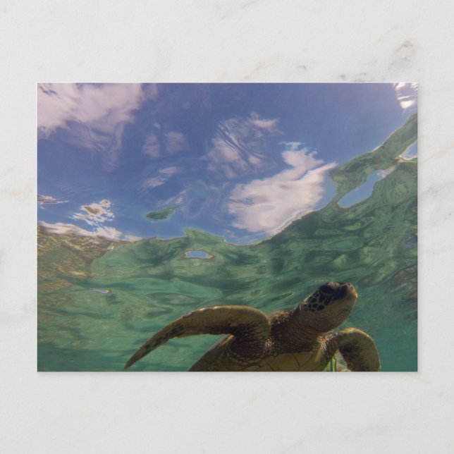 Carte Postale Tortue de baie de Hanauma (Devant)