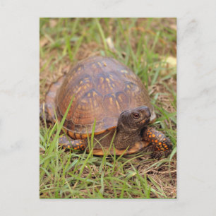 Carte Postale Tortue de l'Est (Caroline du Nord et Tennessee)