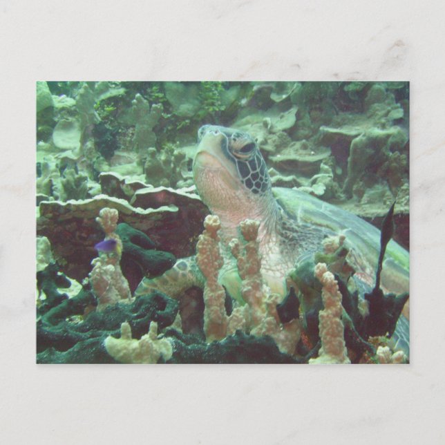 Carte Postale Tortue de mer (Devant)