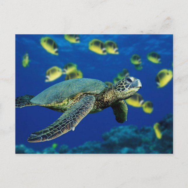 Carte Postale Tortue de mer (Devant)