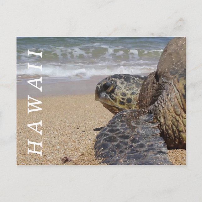 Carte Postale Tortue de mer de l'océan Pacifique Hawaii (Devant)
