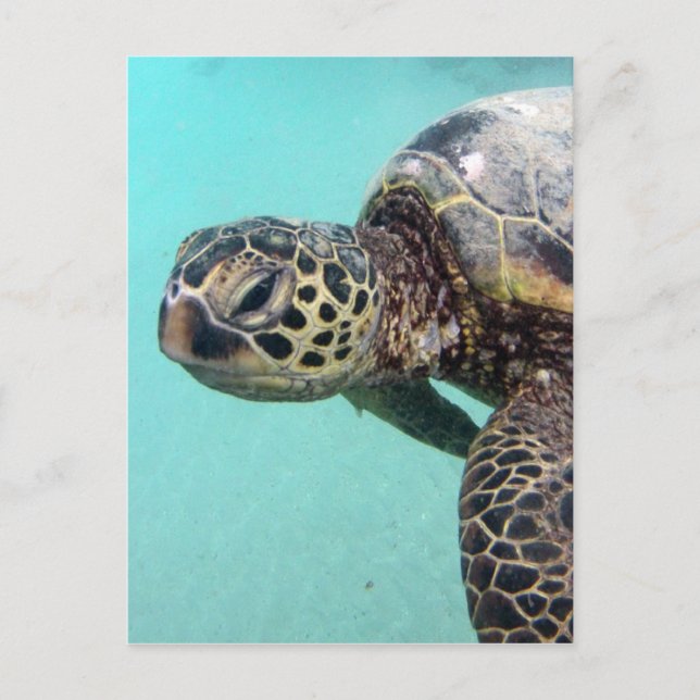 Carte Postale Tortue de mer d'Hawaii (Devant)