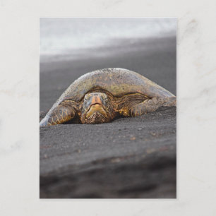 Carte Postale Tortue de mer - Plage de sable noir - Hawaii