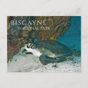 Carte Postale Tortue de mer se reposant sous l'eau, baie de Bisc