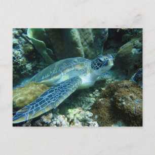 Carte Postale Tortue de mer sur la photo des fonds marins