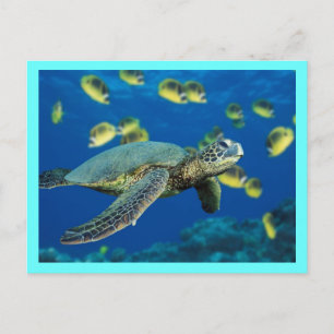 Carte Postale Tortue de mer verte