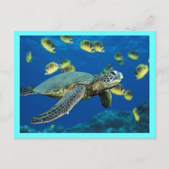 Carte Postale Tortue de mer verte (Devant)