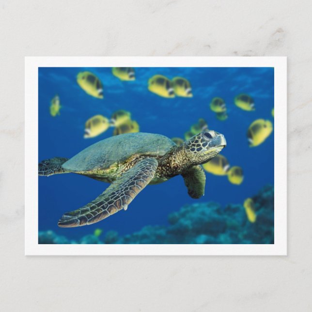 Carte Postale Tortue de mer verte (Devant)