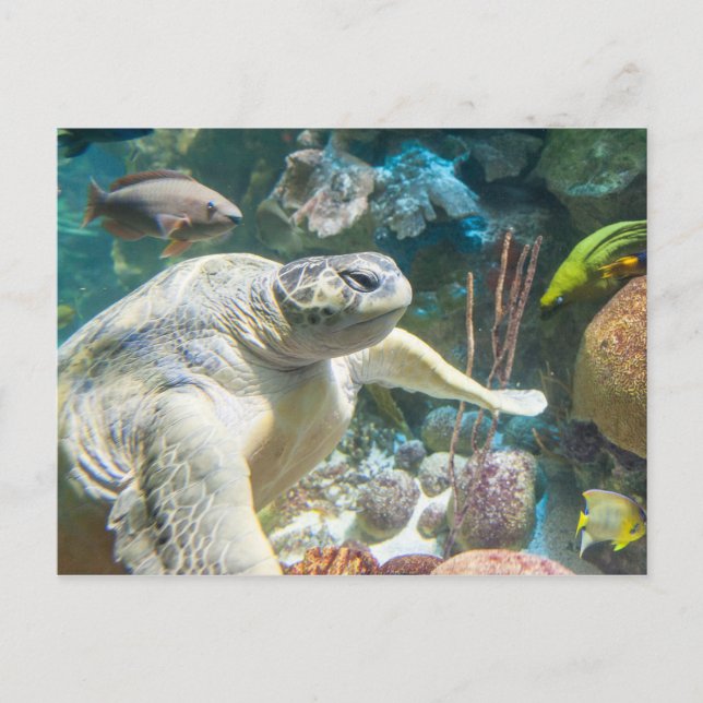 Carte Postale Tortue de mer verte (Devant)