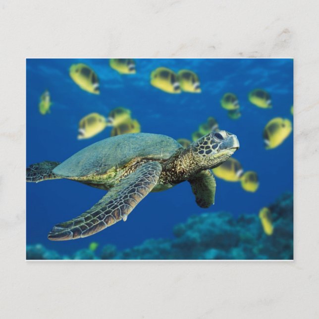Carte Postale Tortue de mer verte (Devant)