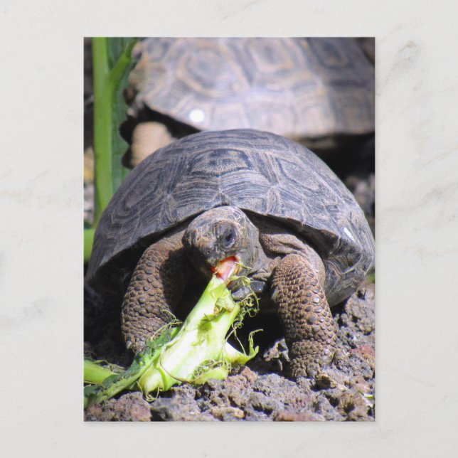 Carte Postale tortue des bébés galapagos (Devant)